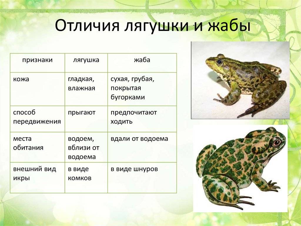 Чем жаба отличается от лягушки