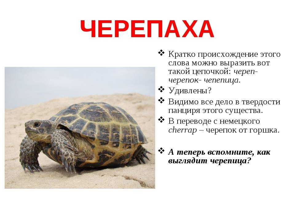 Виды сухопутных и морских черепах: что едят и где обитают, фото