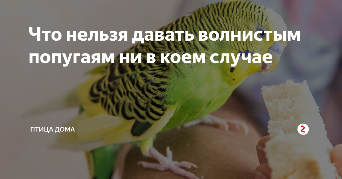 Овощи для попугаев, какие овощи можно попугаю