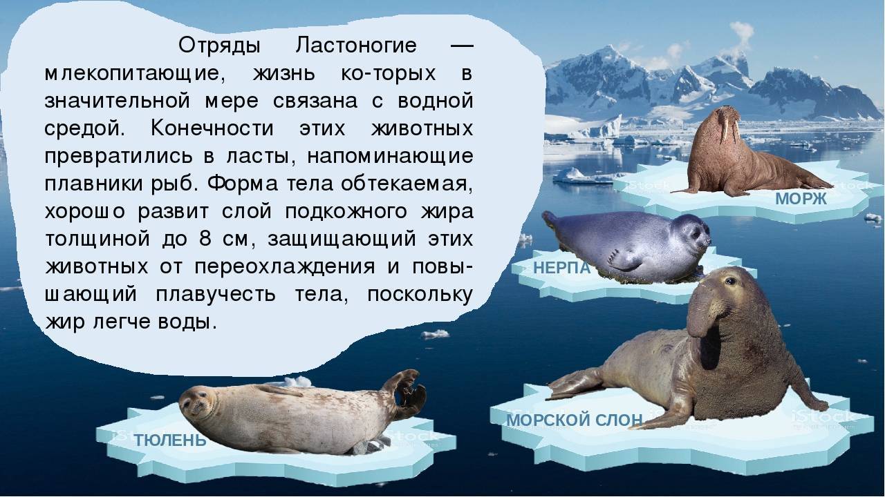 Интересные факты о ластоногих млекопитающих | vivareit