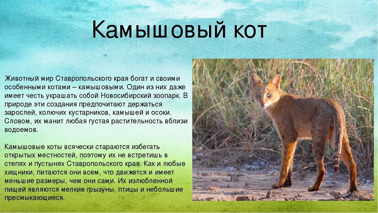 Любопытные факты о камышовом коте — domovod.guru