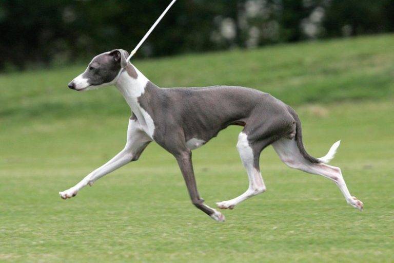ᐉ 10 самых быстрых пород собак в мире: фото, описание и с какой скоростью бегают - kcc-zoo.ru