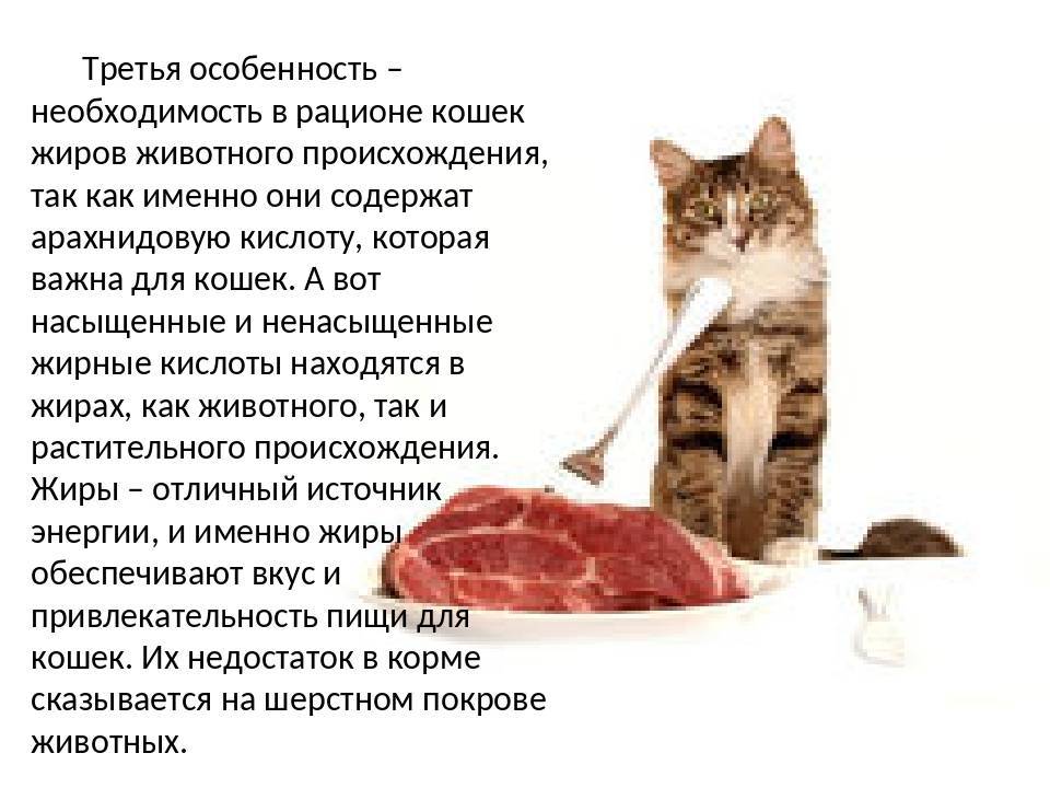 Лечебные корма для кошек: виды и список торговых марок, их особенности, отзывы ветеринаров и владельцев животных о диетическом питании