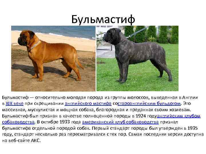 Бойцовские породы собак: список представителей с фото