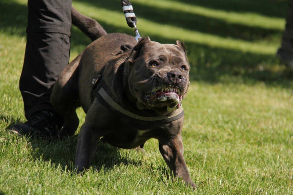 Телохранитель и сторож – американский бандог или американский бандогги мастиф