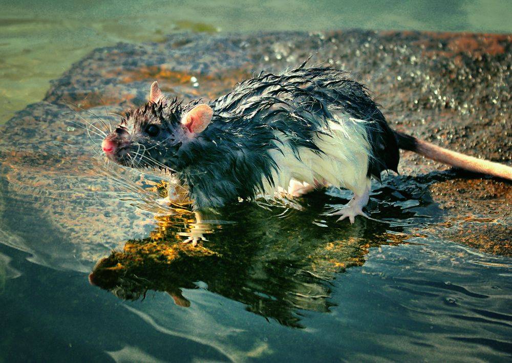 Плавают ли крысы