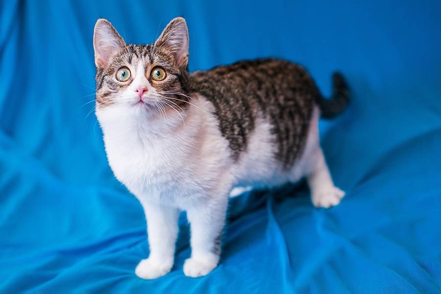 Американская жесткошерстная кошка-описание породы, фото, котята