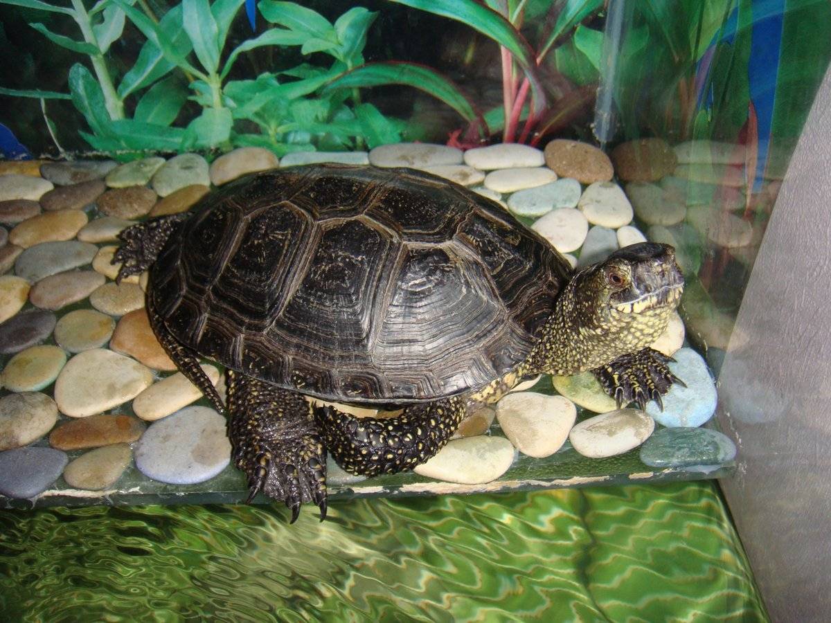 Водяная домашняя черепаха. Красноухая Болотная черепаха. Среднеазиатская красноухая черепаха. Красноухая Болотная черепаха аквариум. Красноухая черепаха сухопутная.