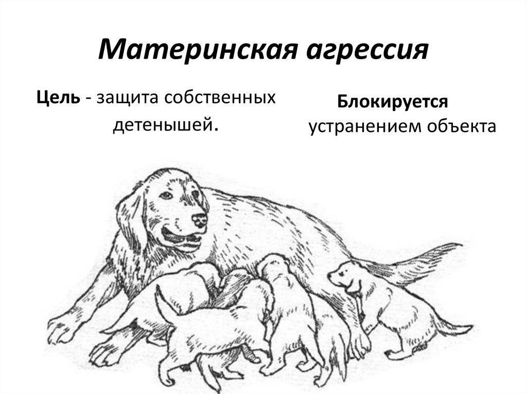 Агрессия собаки к другим собакам, что делать, если ваша собака бросается на других собак / omedvet