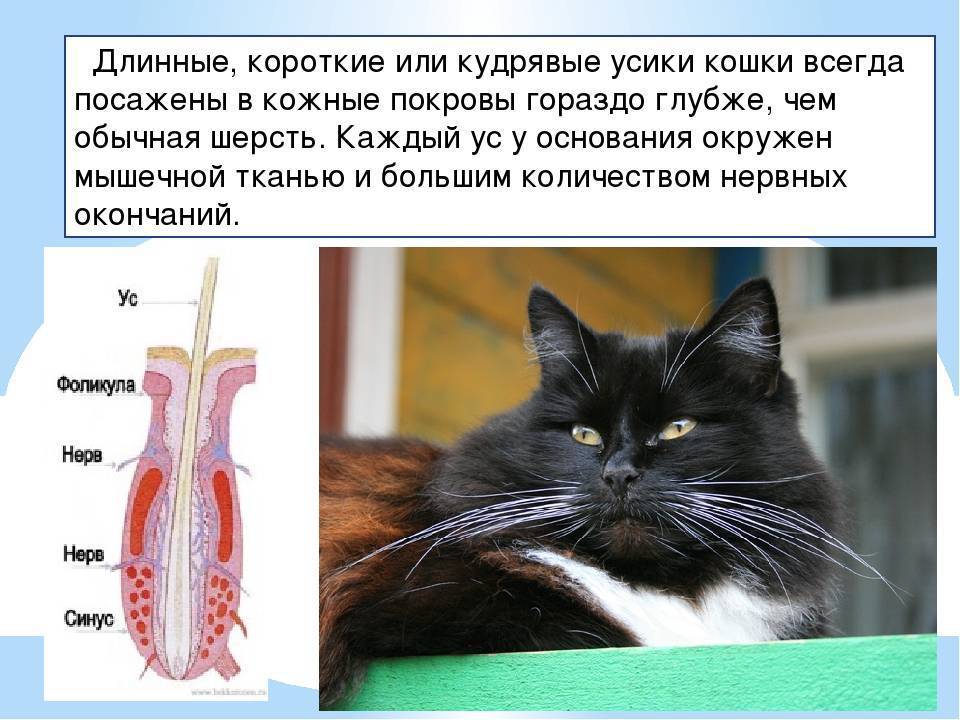 Для чего представителям породы кошачьих нужны усы (вибриссы)? чем грозит потеря вибриссов?