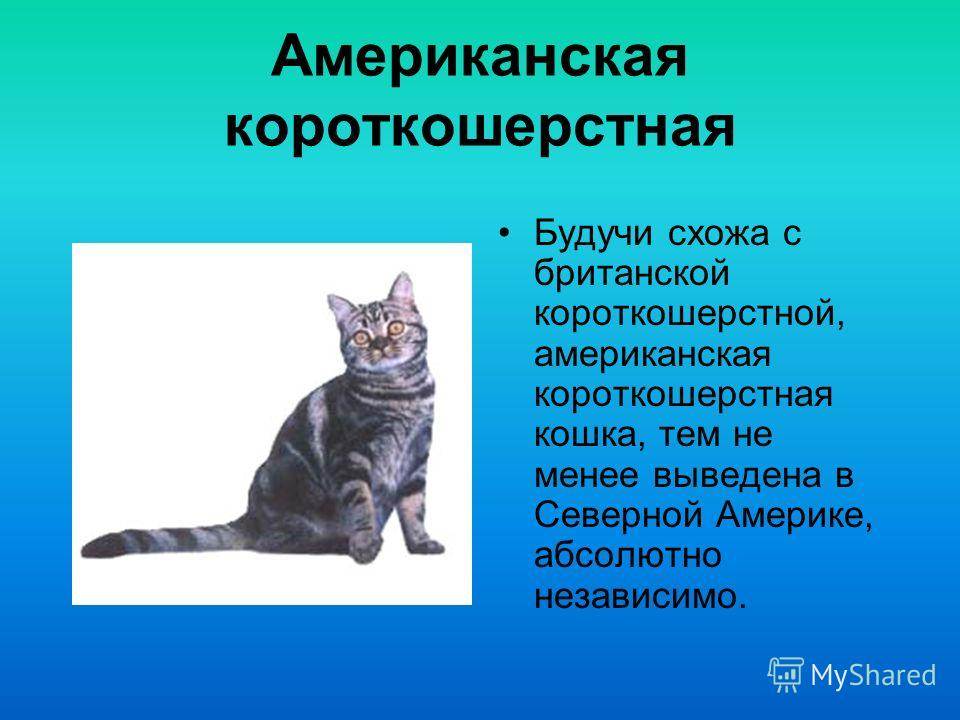 Самые добрые и ласковые породы кошек в мире: названия с фото и описанием
