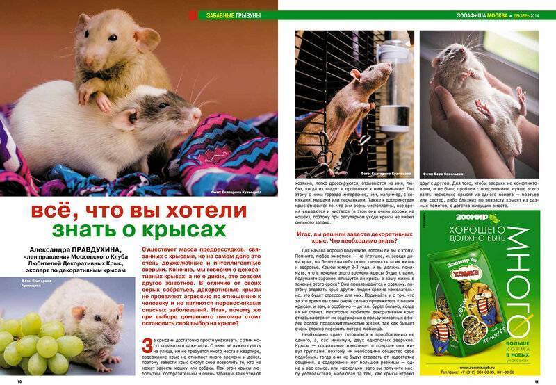 Грызуны, рекомендации специалиста по содержанию и разведению крыс