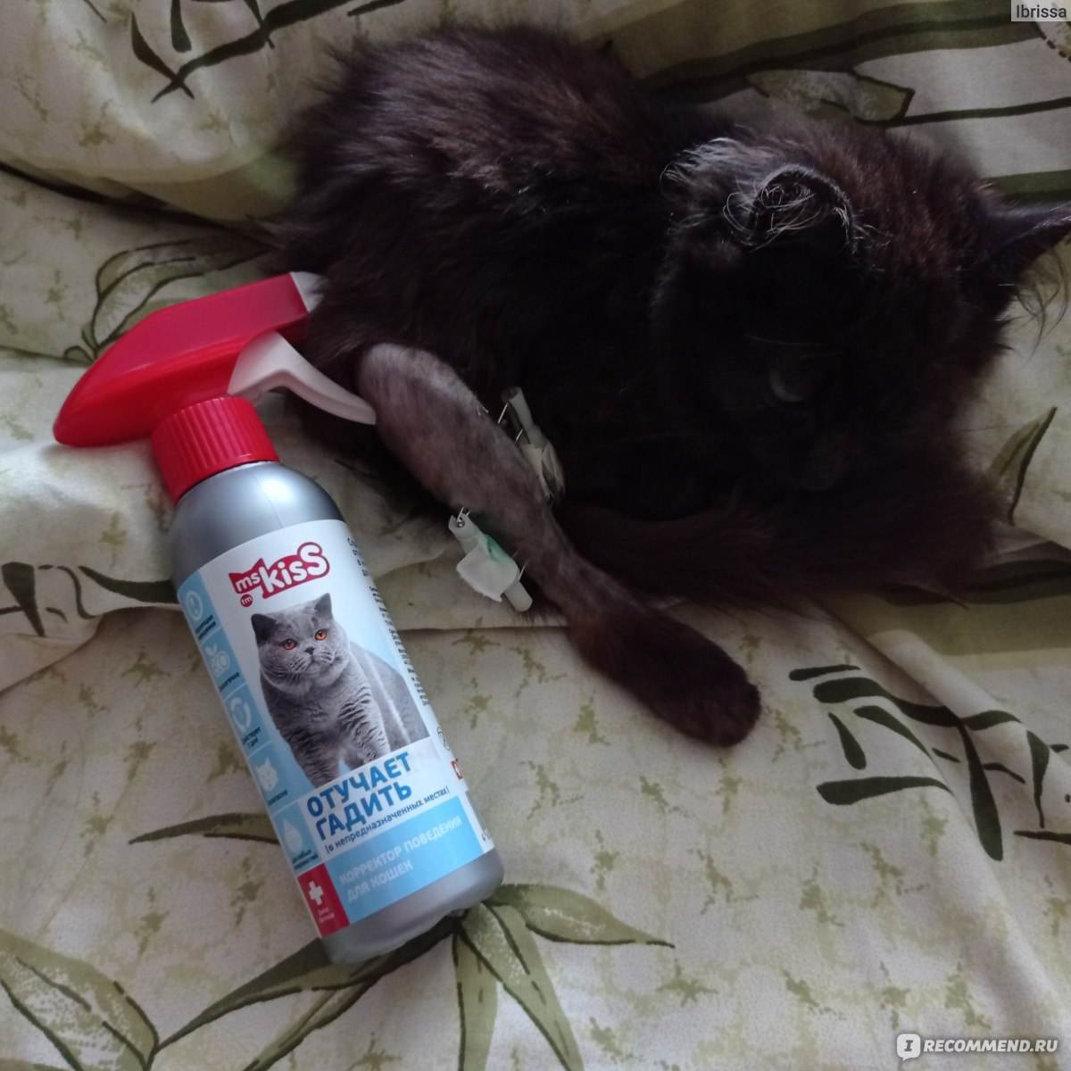 Какой запах отпугивает кошек?