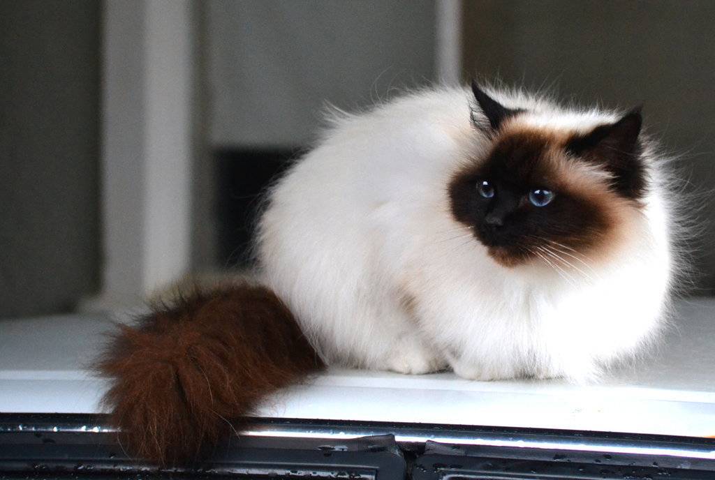 Гималайская кошка: описание породы, характера, содержания
