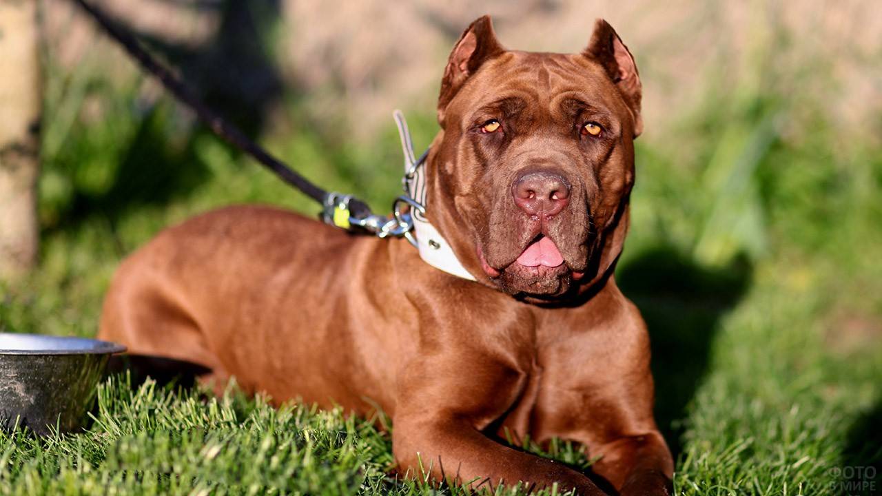 Бандог собака. описание, особенности, уход и цена бандога | живность.ру