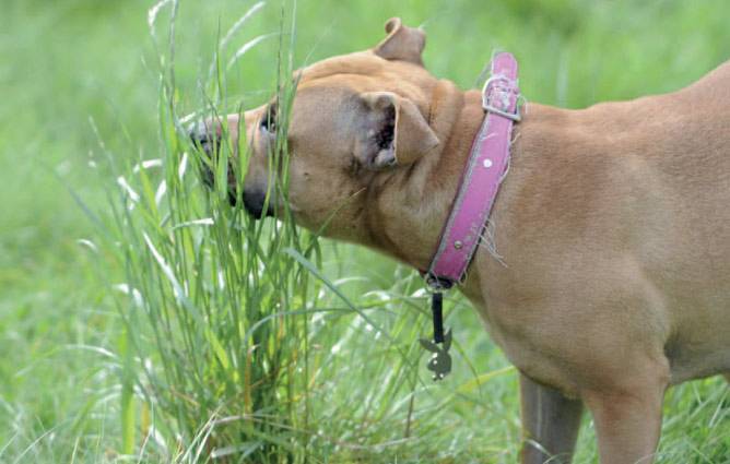 Собака ест траву - причины и стоит ли беспокоиться?