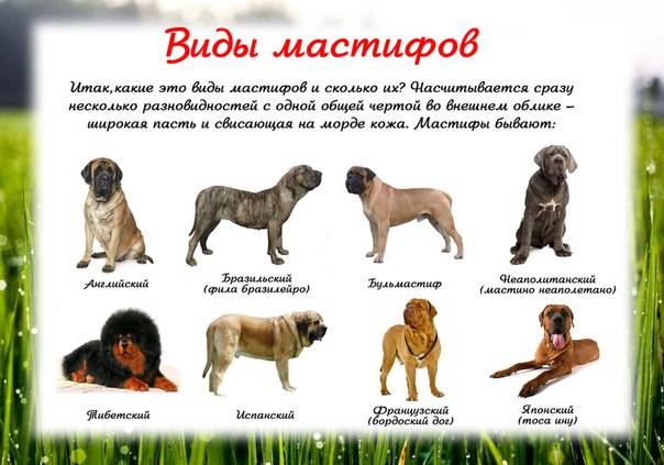 Молосы характеристика группы пород собак, типичные представители