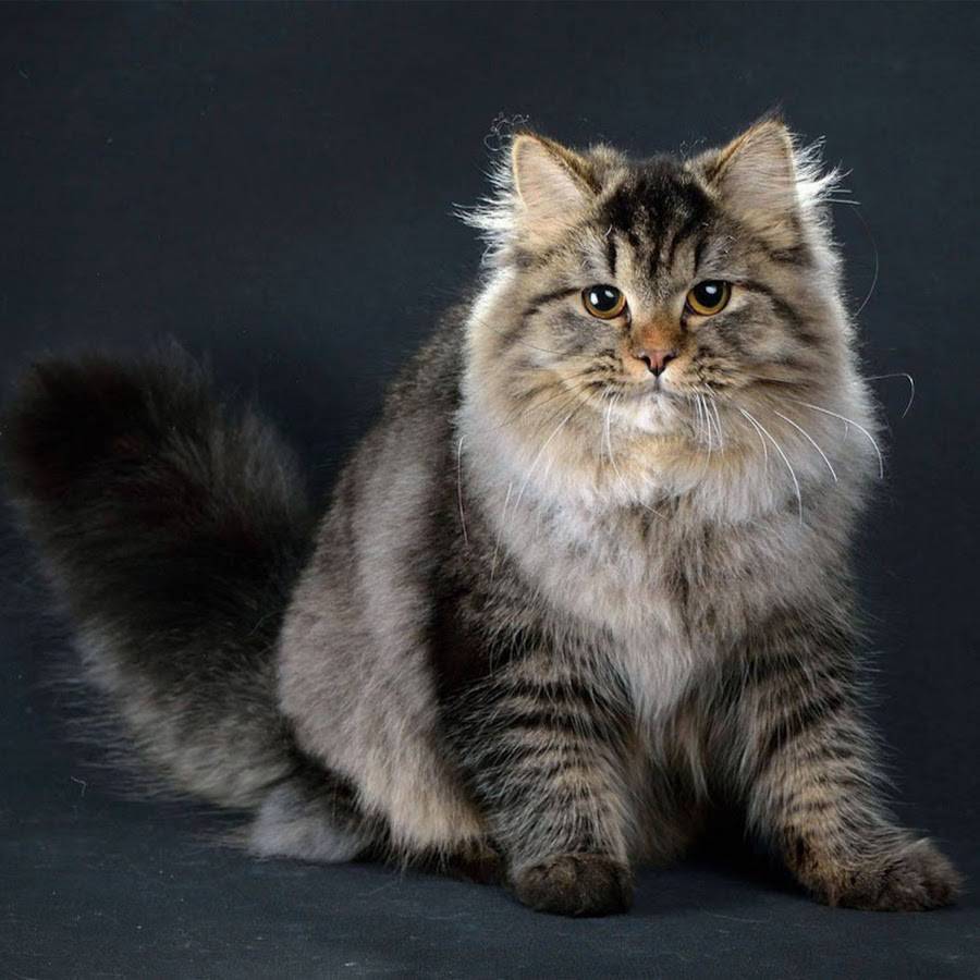 Сибирский кот агути
