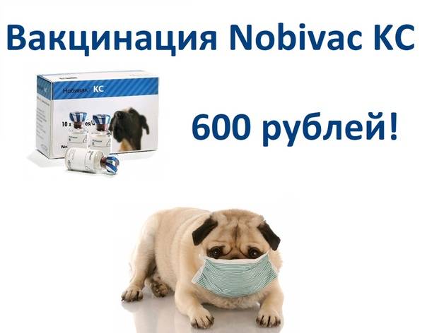 Симптомы и лечение опоясывающего герпеса у взрослых