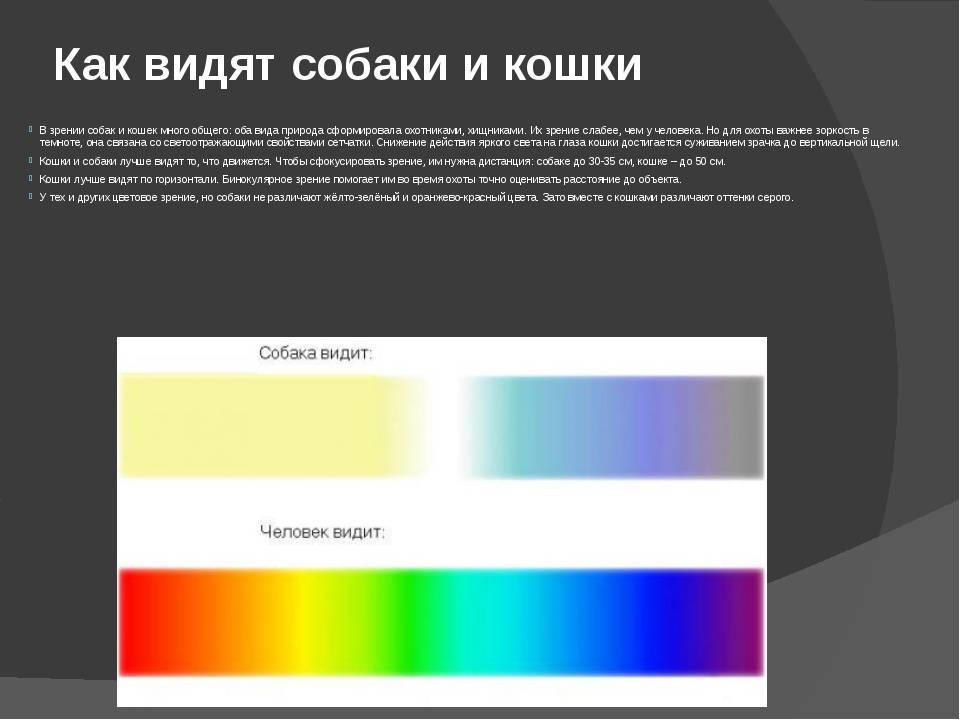 Как кошки видят наш мир, в каких цветах, почему кошки видят в темноте