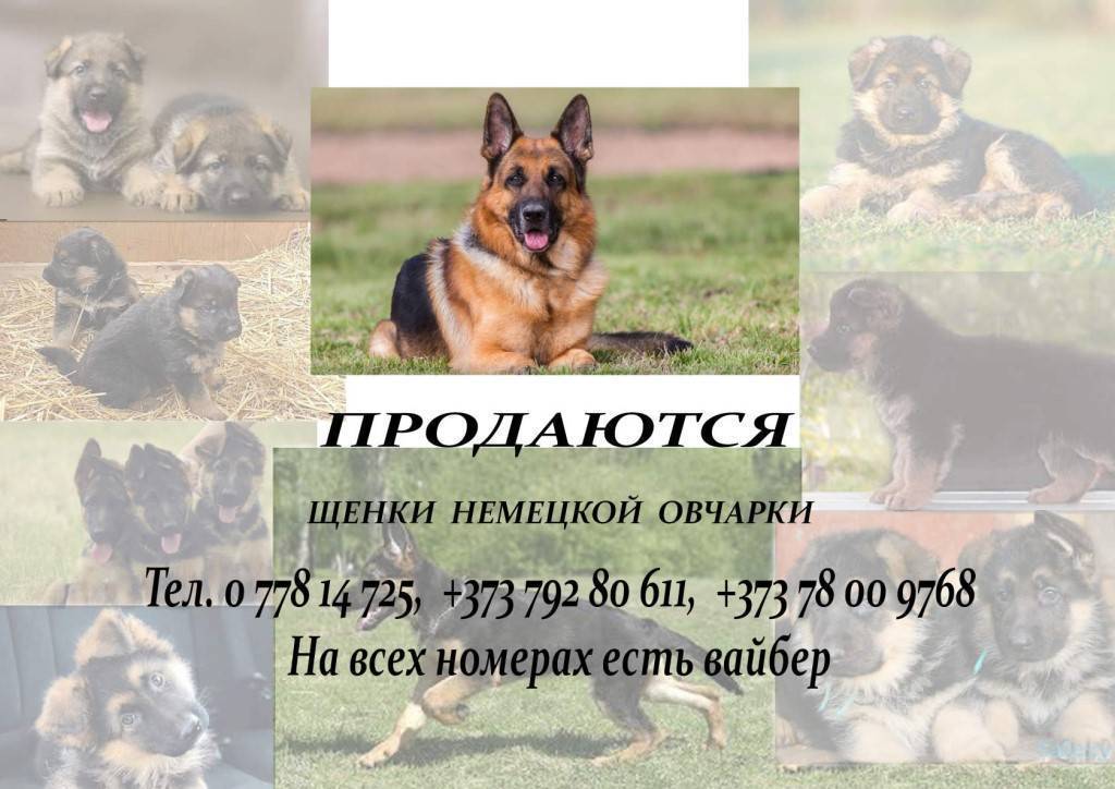 ᐉ в каком возрасте брать щенка немецкой овчарки? - zoomanji.ru