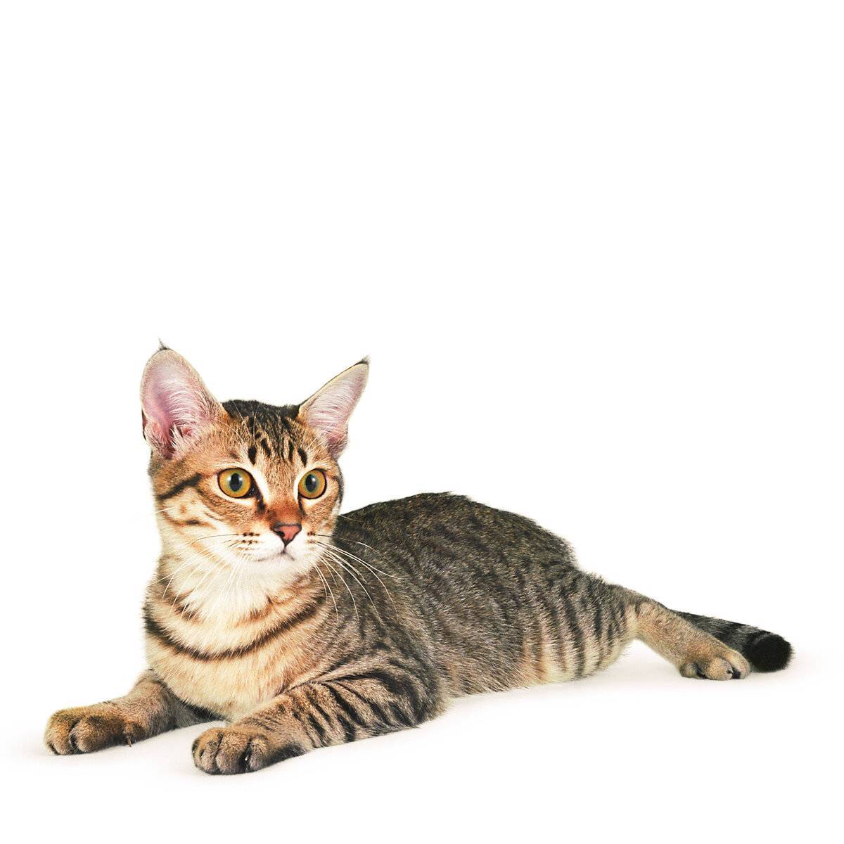 Порода кота азиатская табби