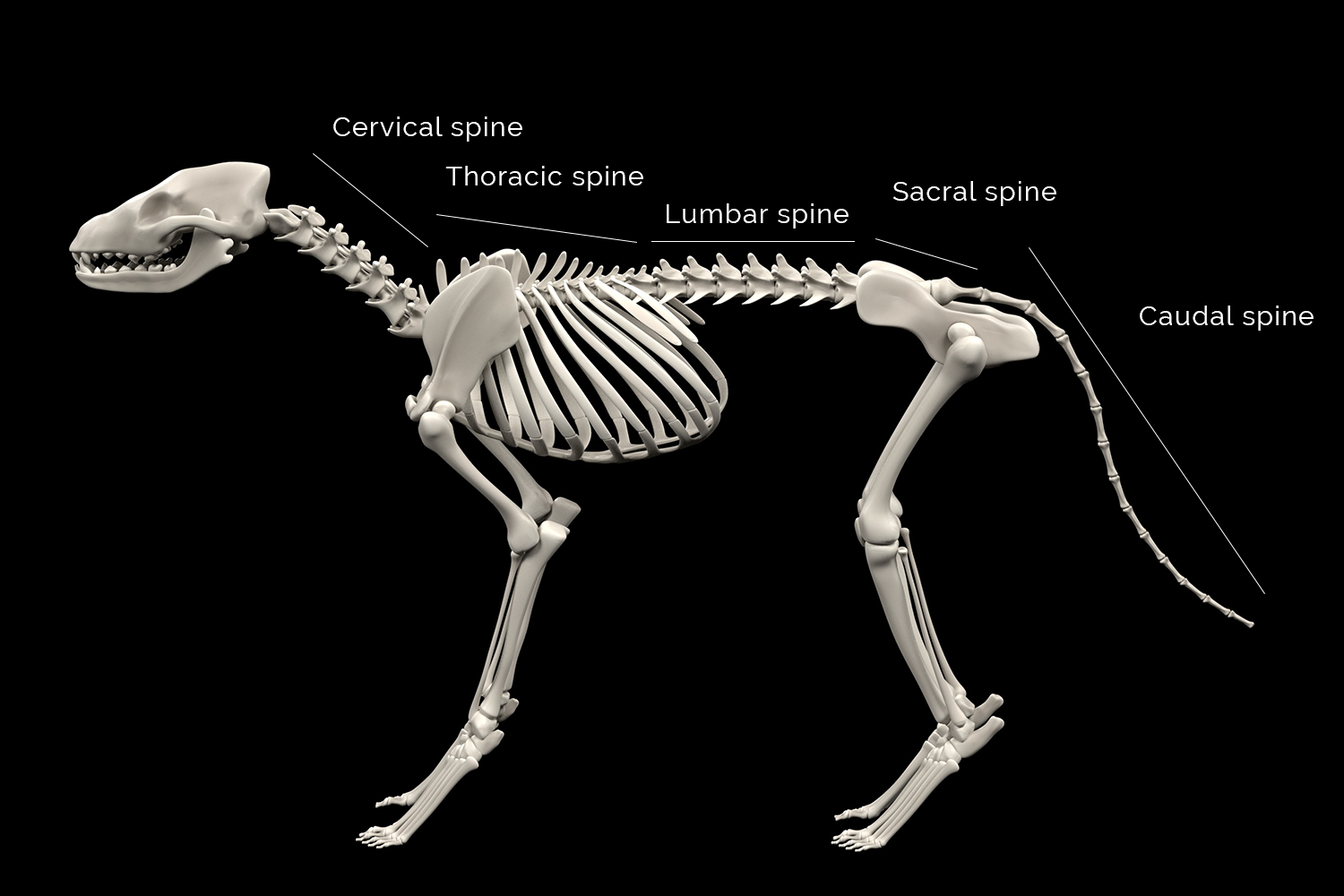 Какие отделы позвоночника у собак. Скелет собаки позвоночник. Анатомия позвонка собаки. Скелет собаки поясничные позвонки. Отдел скелет туловища собаки кости.