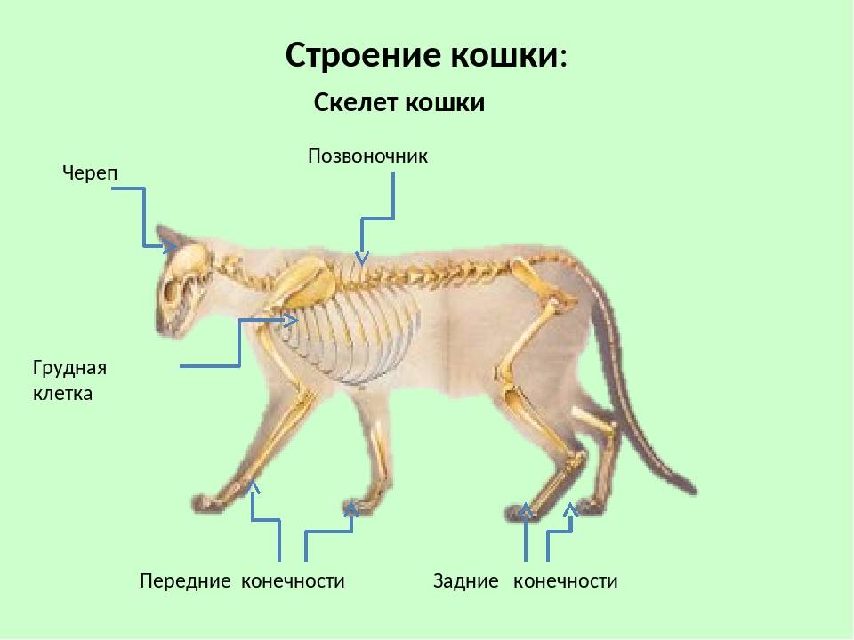 Скелет кошки строение с описанием и схемами