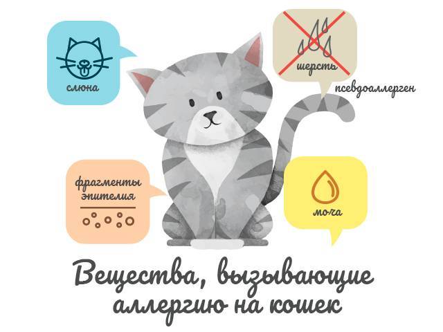 Как аллергику жить с кошкой — блог медицинского центра он клиник