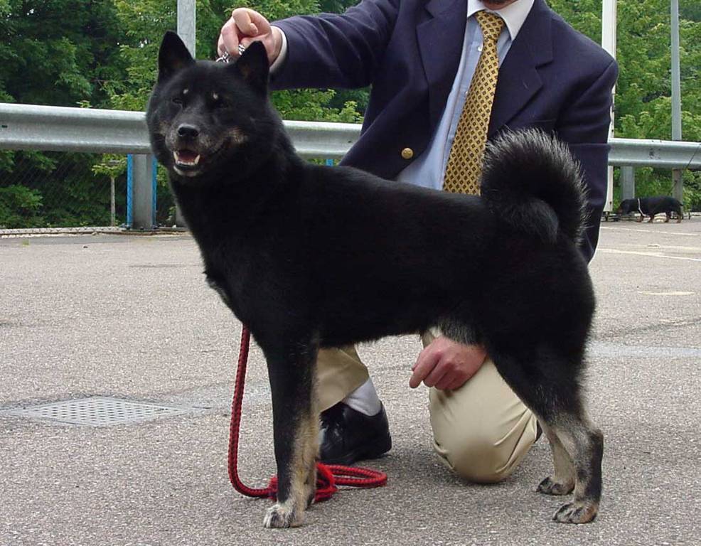Хоккайдо (японская порода собак) - miuki mikado • виртуальная япония