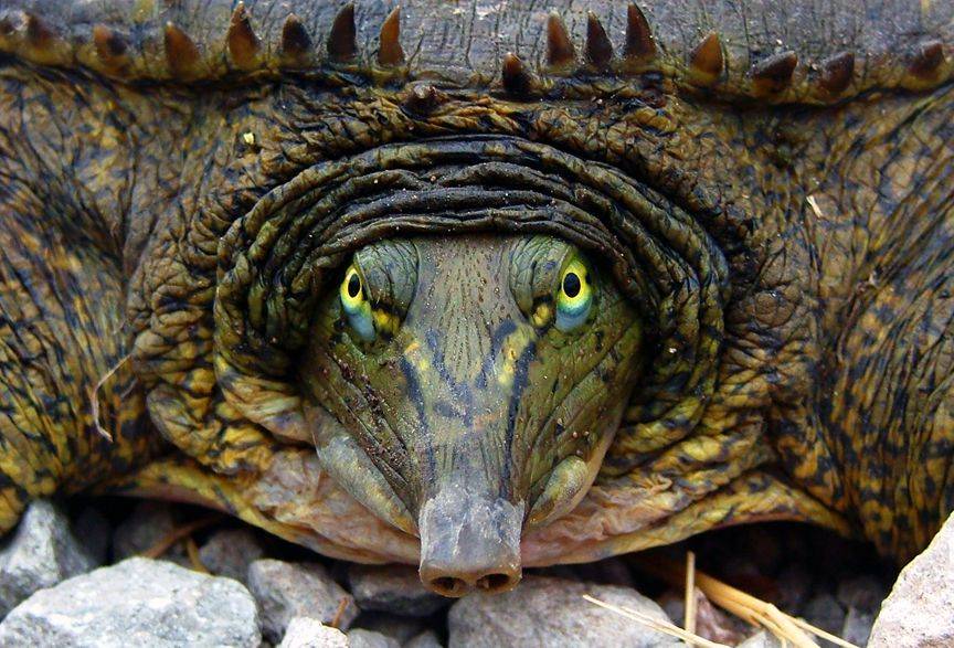 Крупное водное пресмыкающееся. Черепаха Матамата. Техасская Бриллиантовая черепаха. Черепаха Матамата панцирь. Необычные черепахи.