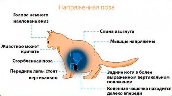 Кошка чихает, причины и лечение