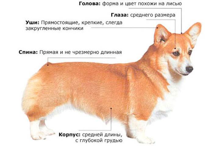Описание породы собак вельш-корги