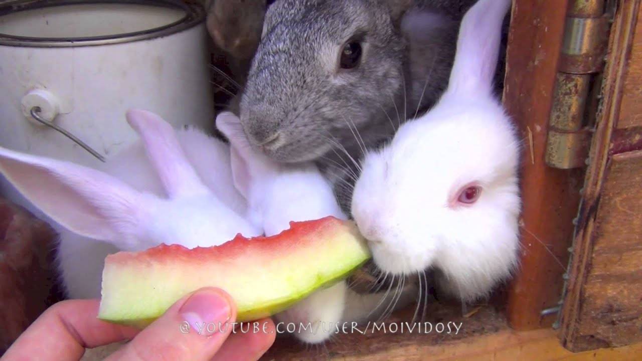 Можно ли кроликам клубнику. Кролик есть ар. Кролик с арбузом. Кролик ест Арбуз. Кролик кушает Арбуз.