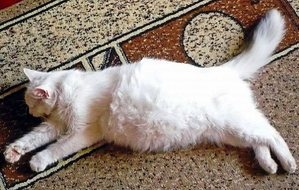 У котенка большой живот - причины, симптомы, лечение