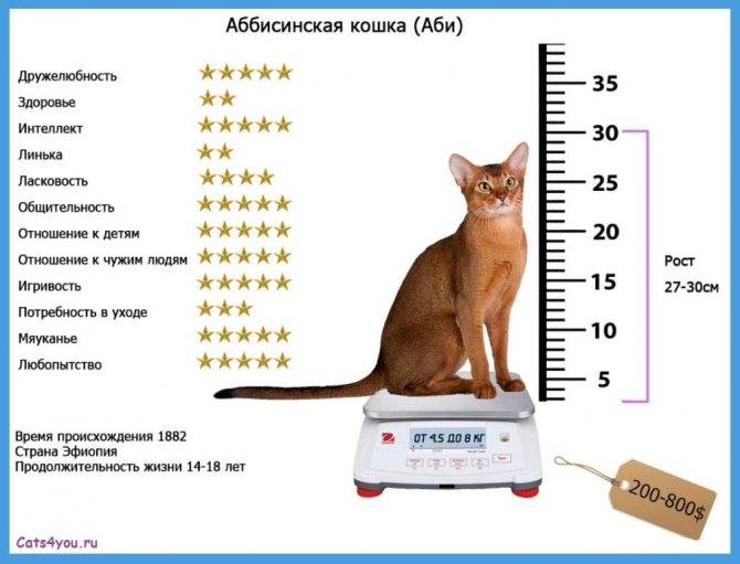 Абиссинская кошка: стандарт породы с фото, описание характера, особенности ухода