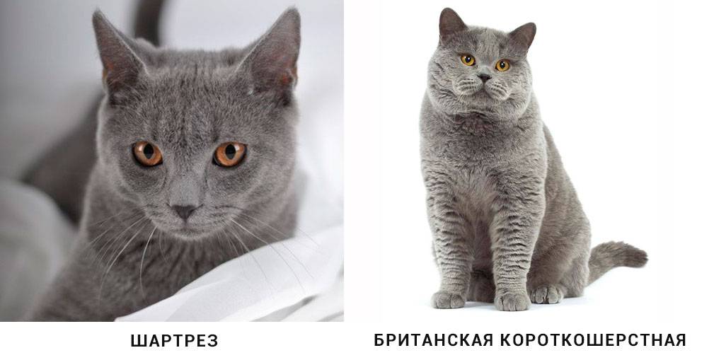 Картезианская кошка (шартрез) — описание породы