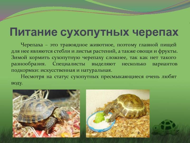Красноухая черепаха. уход и кормление в домашних условиях