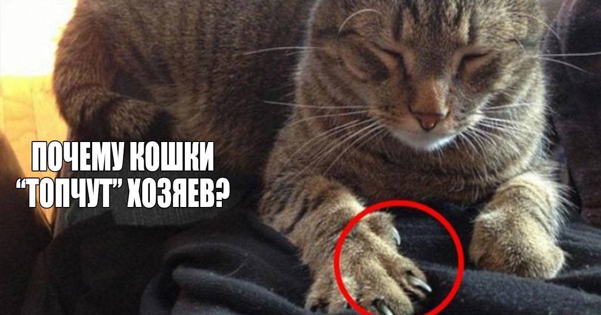 Почему и зачем кошки лапами мнут человека, как будто делают массаж, что это значит?