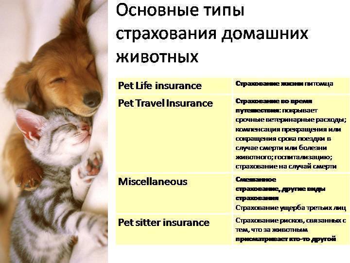 Как происходит страхование ответственности владельцев домашних животных