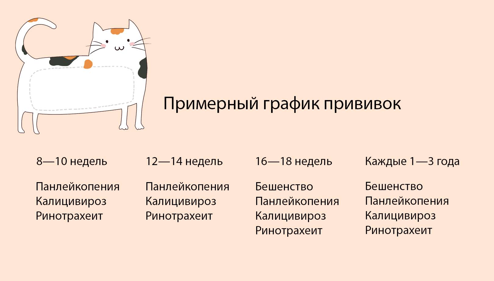 Схема глистогонки кошек