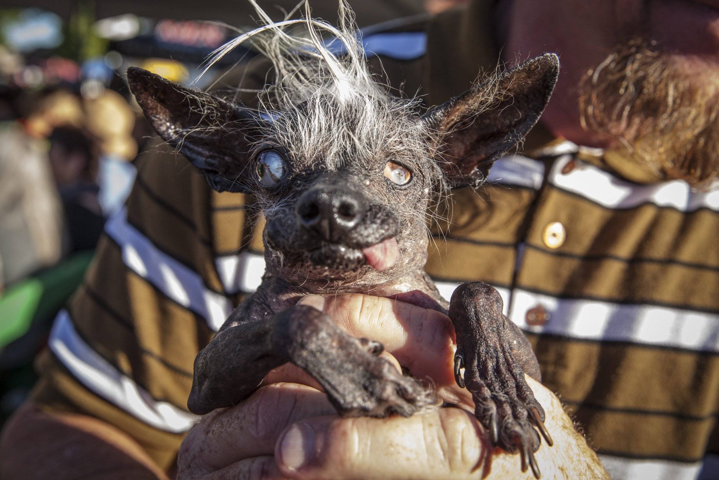 Самые злые собаки в мире: топ 23 бойцовских пород и их воспитание