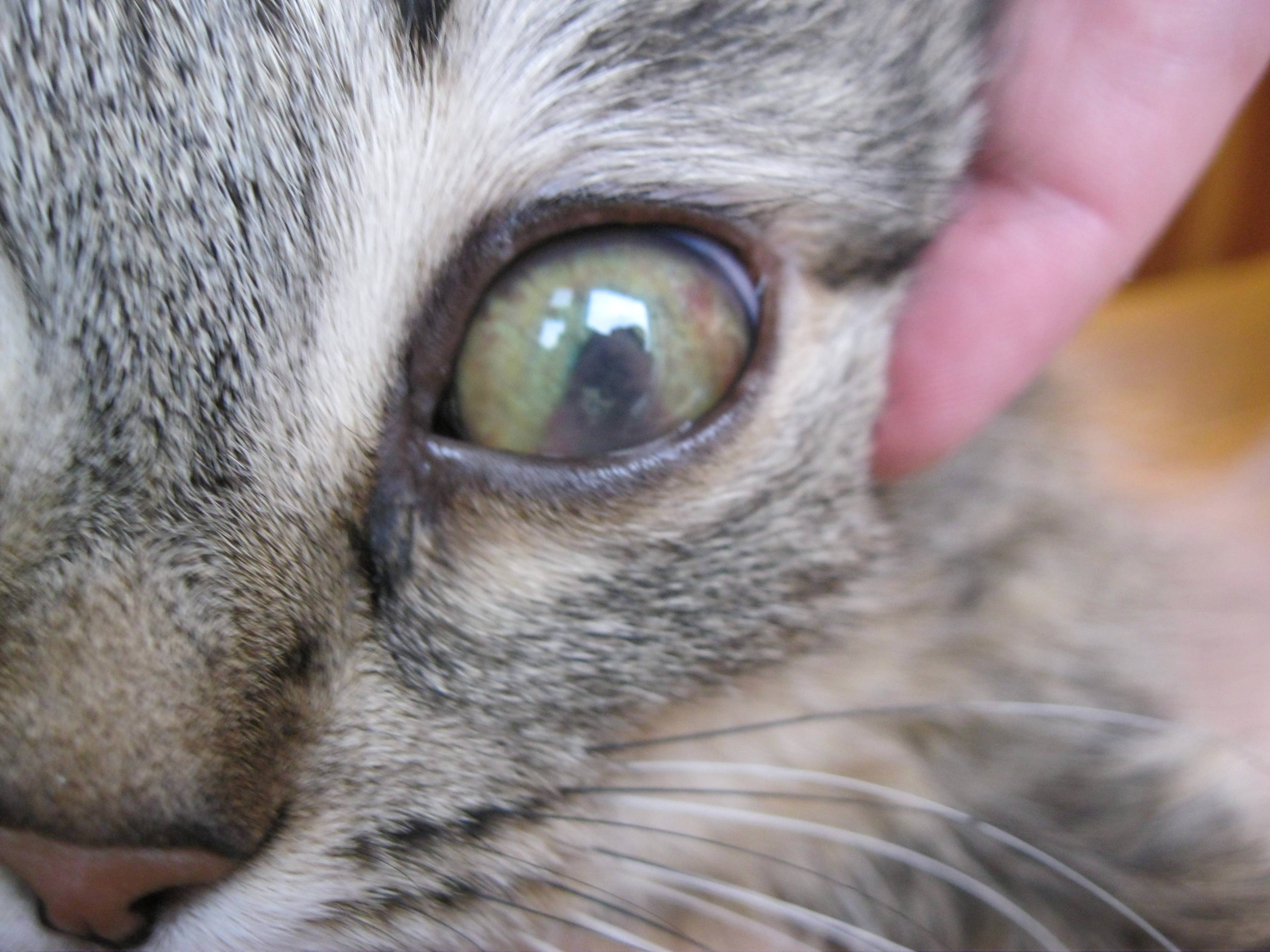 У кошки слезятся глаза: причины и что делать