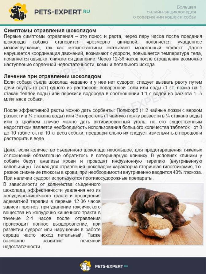 Можно ли собакам шоколад и в каких количествах? - kupipet.ru