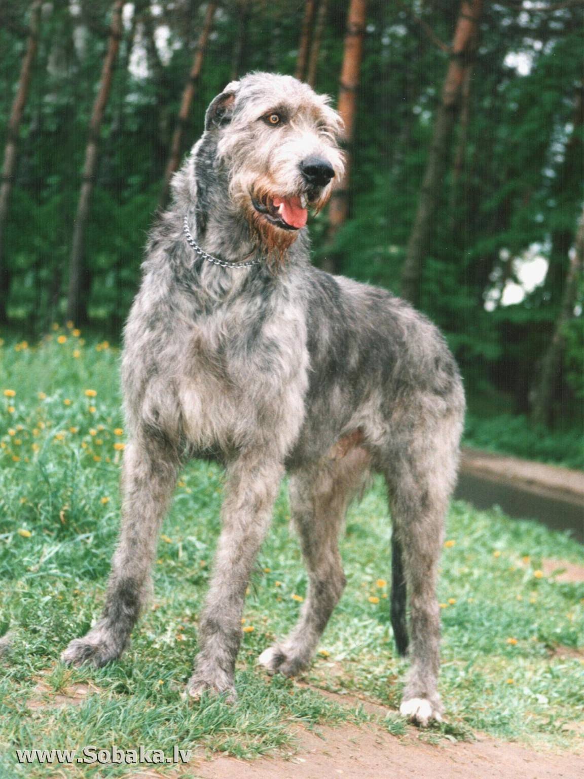 Ирландский волкодав — фото, характеристика породы, описание собаки, цена щенков