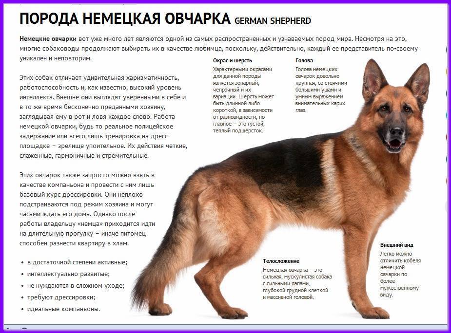 Черная немецкая овчарка: необычная охранница, все о собаке (фото)