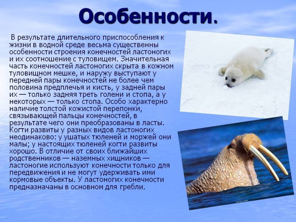 Атлантический морж