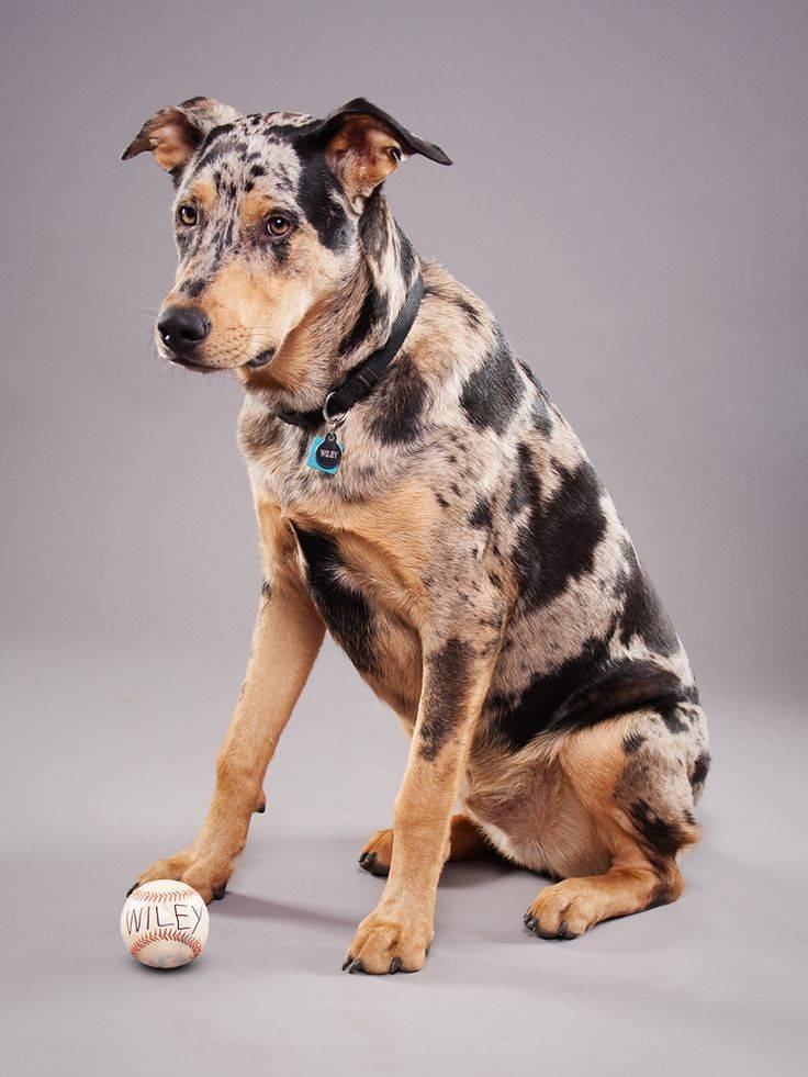 Леопардовая собака катахулы — описание породы и история возникновения