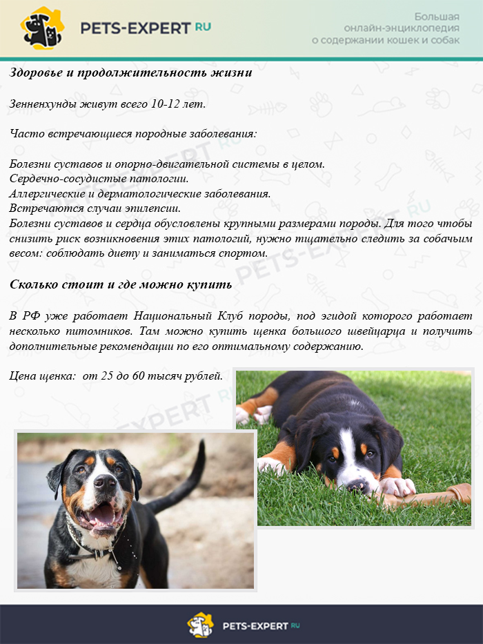 Порода бернский зенненхунд – пастушья собака. описание и фото бернского зенненхунда