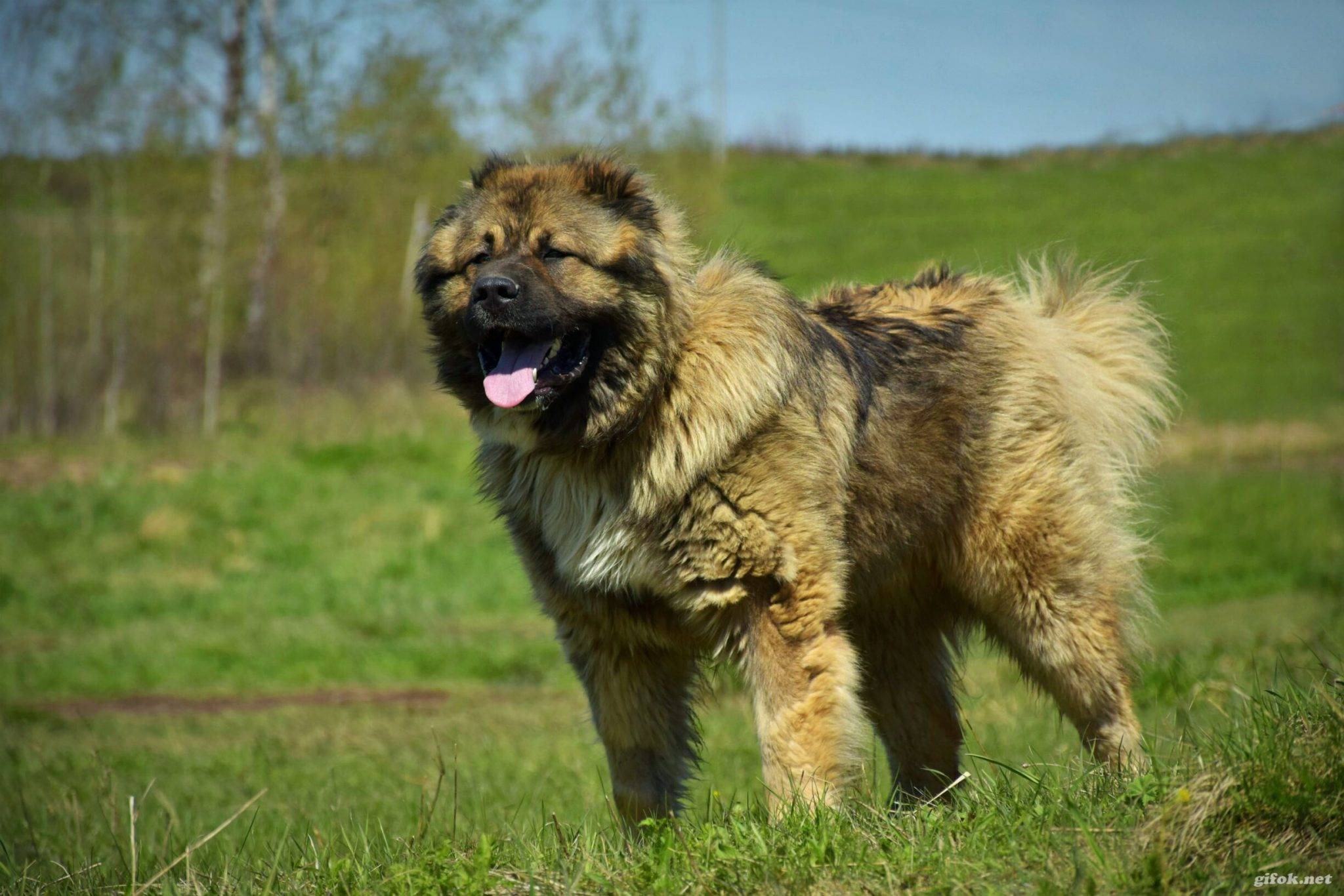 Кавказская овчарка: собака для профессионалов | ваши питомцы